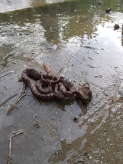 Leptodeira ashmeadii