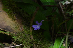 Streptocarpus johannis