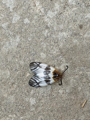 Agalope glacialis