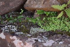 Streptocarpus johannis