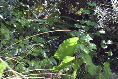 Streptocarpus johannis