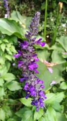 Salvia