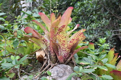 Neoregelia marmorata