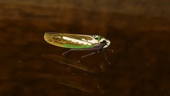 Paromenia quimbayensis