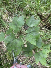 Acer rubrum drummondii