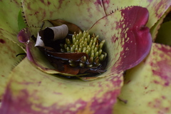Neoregelia marmorata