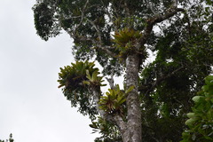 Vriesea