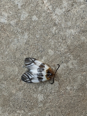 Agalope glacialis