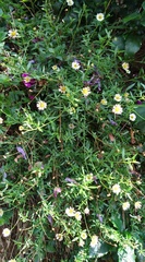 Erigeron karvinskianus