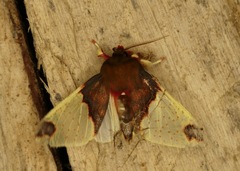 Pseudepimolis haemasticta