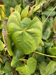 Dioscorea communis