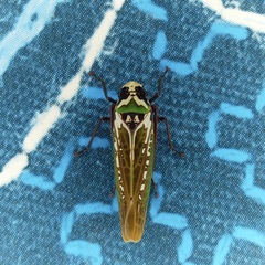 Paromenia quimbayensis