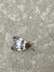 Agalope glacialis