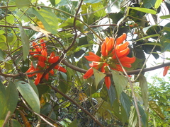 Mucuna rostrata