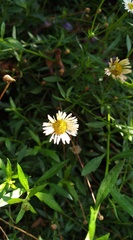 Erigeron karvinskianus