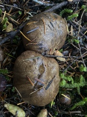 Suillus punctatipes