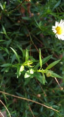 Erigeron karvinskianus