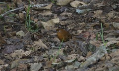 Grallaria occabambae