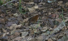 Grallaria occabambae