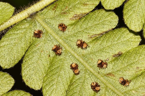 Christella parasitica