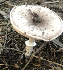 Basidiomycota