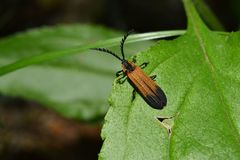 Calopterini