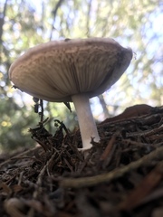 Basidiomycota