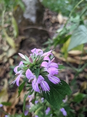 Dicliptera bupleuroides
