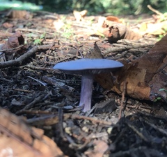 Basidiomycota