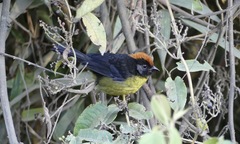 Atlapetes melanolaemus