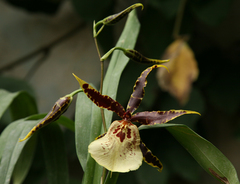 × beallara