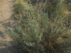 Artemisia alba