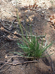 Tulbaghia acutiloba