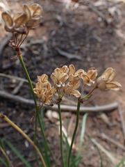Tulbaghia acutiloba