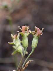 Tulbaghia acutiloba