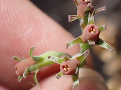 Tulbaghia acutiloba