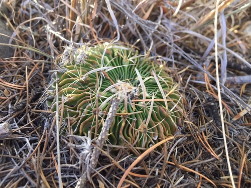 Stenocactus multicostatus