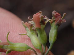 Tulbaghia acutiloba