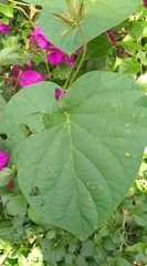 Ipomoea