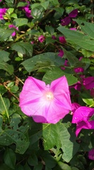Ipomoea