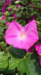 Ipomoea