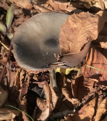 Basidiomycota