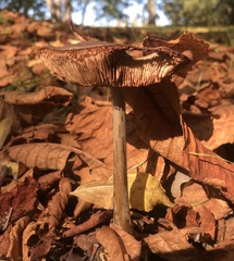 Basidiomycota