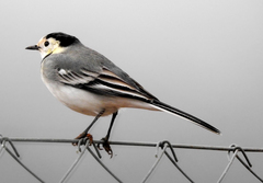 Motacilla alba