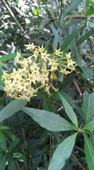 Cestrum