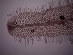 Metzgeria leptoneura