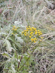 Tanacetum vulgare