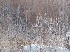Carpodacus sibiricus
