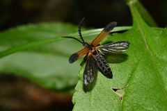 Calopterini