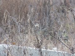 Carpodacus sibiricus
